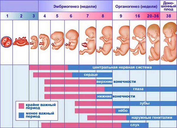 Развитие беременности по неделям